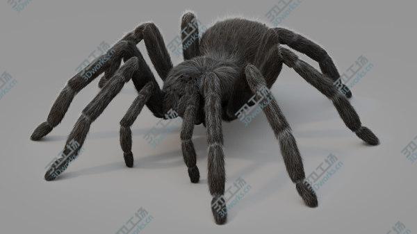 images/goods_img/20210312/3D Tarantula/1.jpg